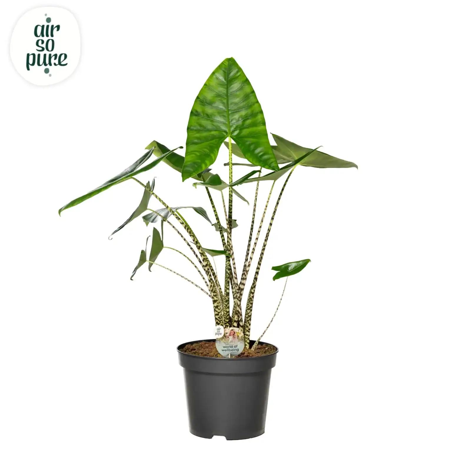 Air So Pure Alocasia Zebrina potmaat 35cm