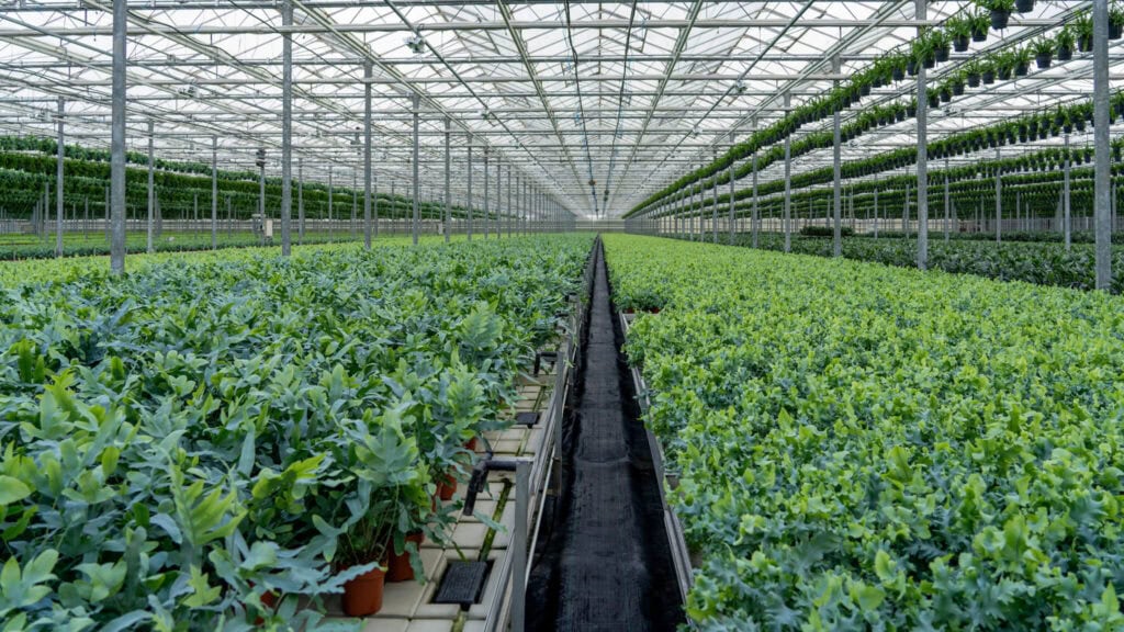 Air So Pure Luchtzuiverende Plant van de Maand Februari 2026 Phlebodium