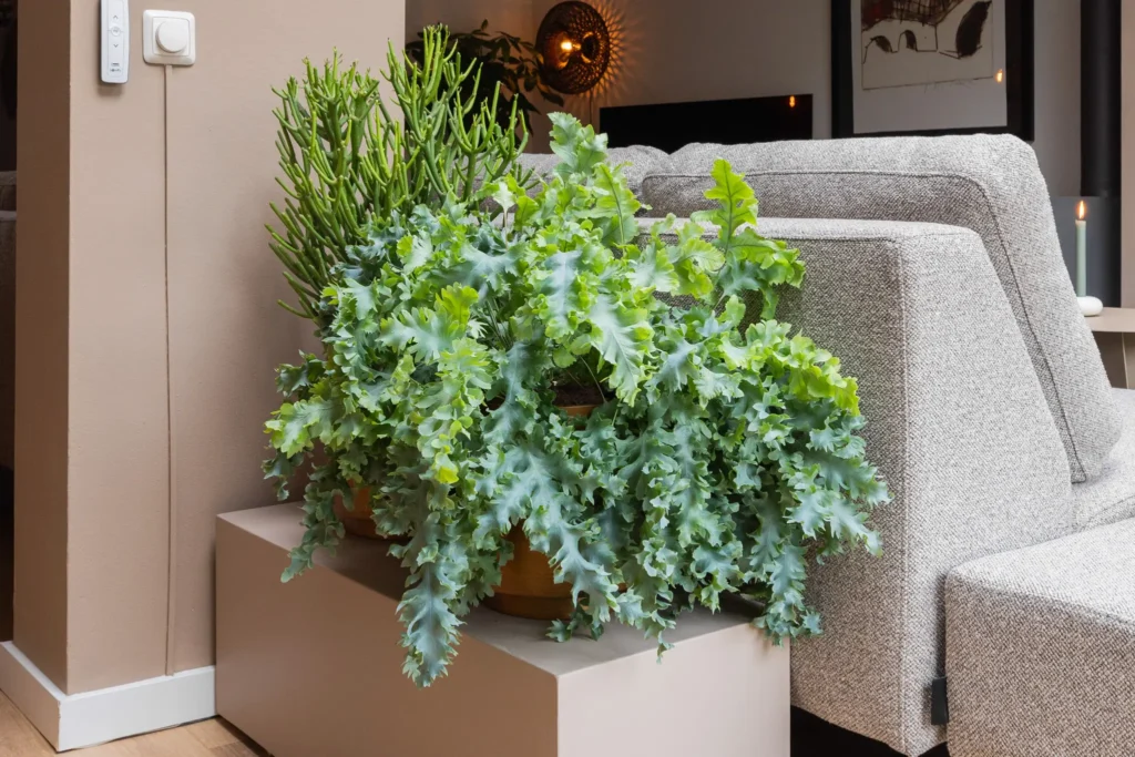 Air So Pure Phlebodium Davana Plant van de Maand Februari