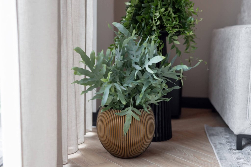 Air So Pure Luchtzuiverende Plant van de Maand Februari 2026 Phlebodium