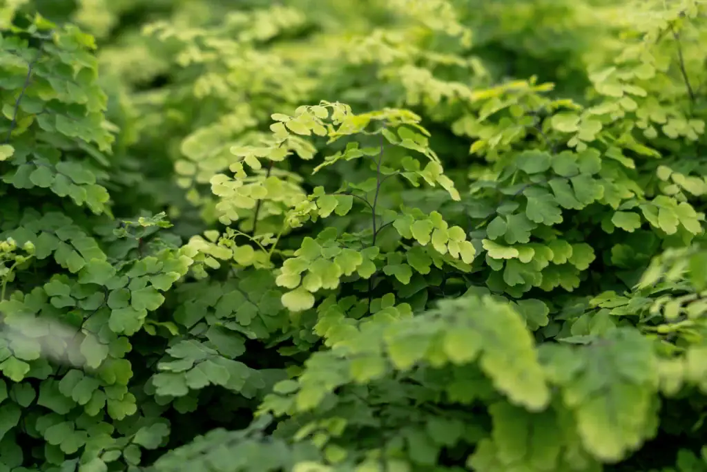 Air So Pure Luchtzuiverende Planten Adiantum