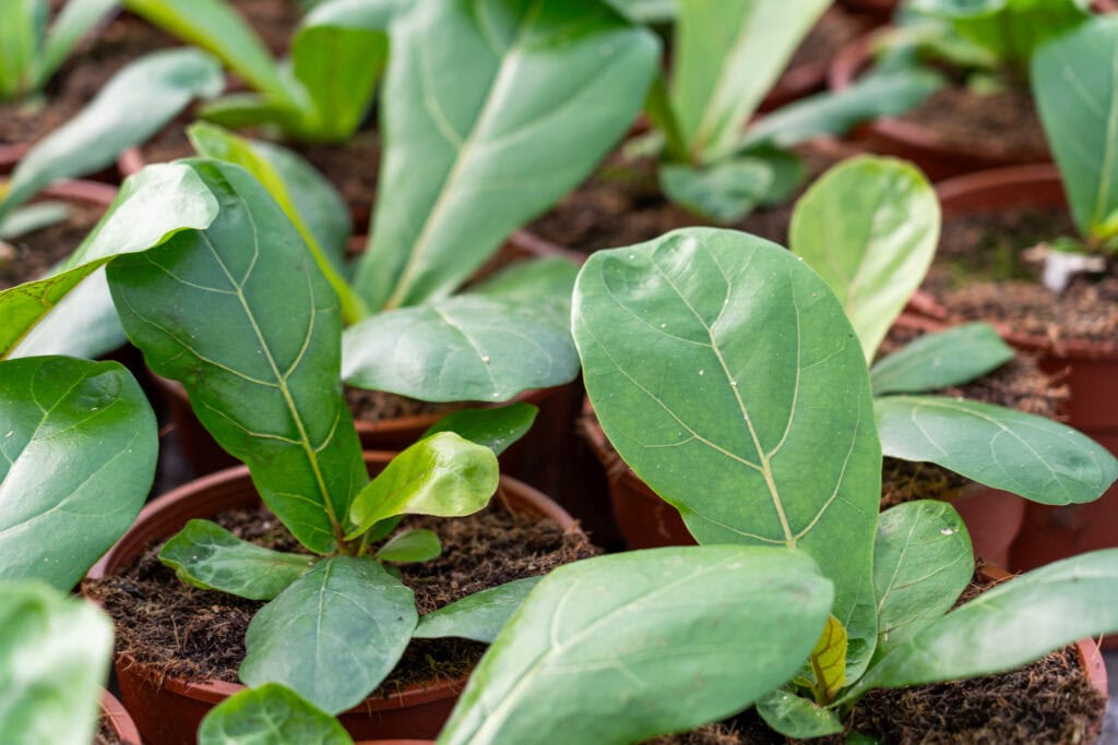 Biologie op de luchtzuiverende Ficus lyrata