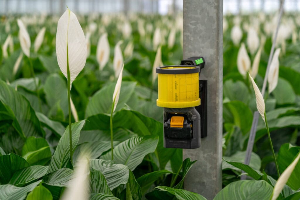 Air So Pure Duurzame Planten