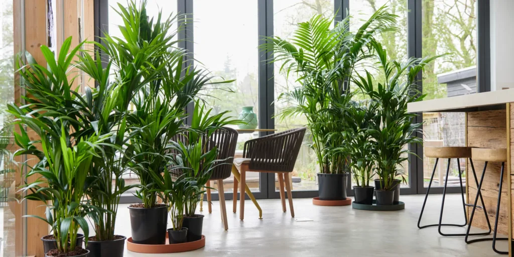 Air So Pure Luchtzuiverende Plant van de Maand Maart 2026