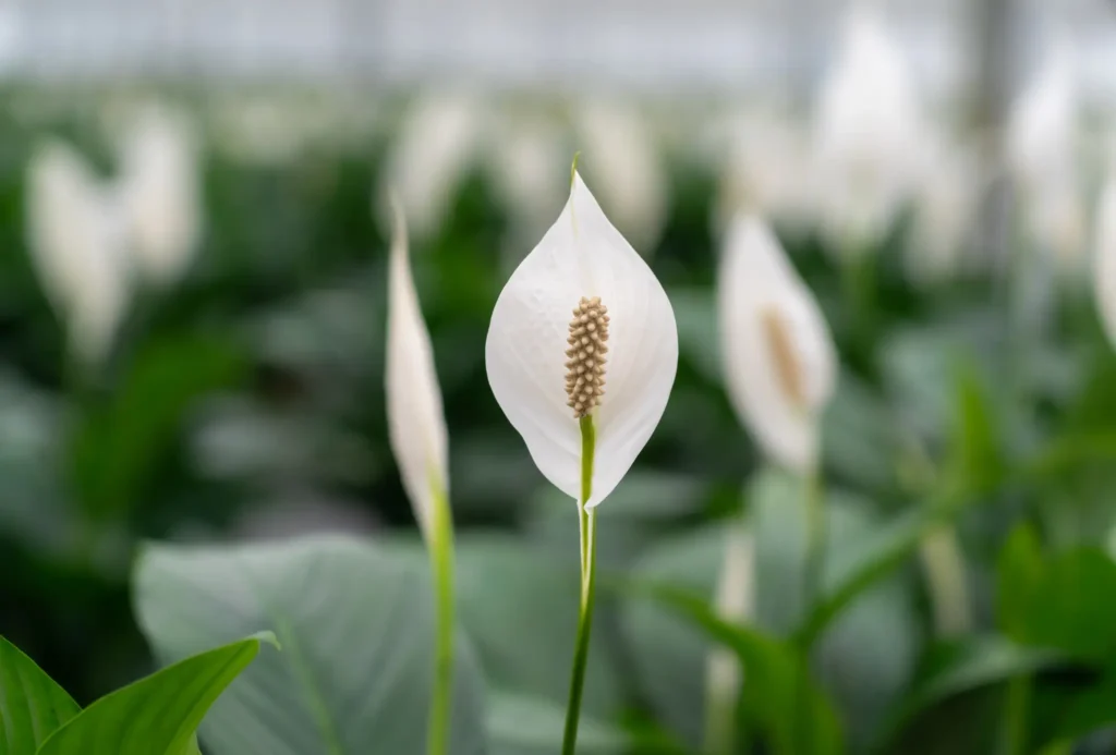 Air So Pure Luchtzuiverende Planten Duurzaamheidsdoelen