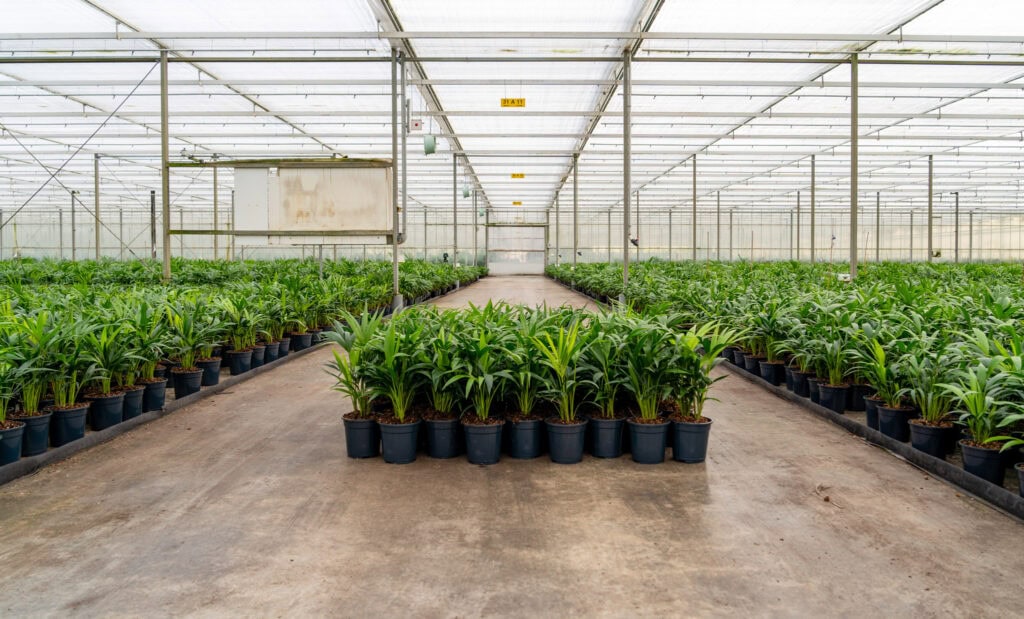 Air So Pure Luchtzuiverende Planten duurzaam telen Kentia