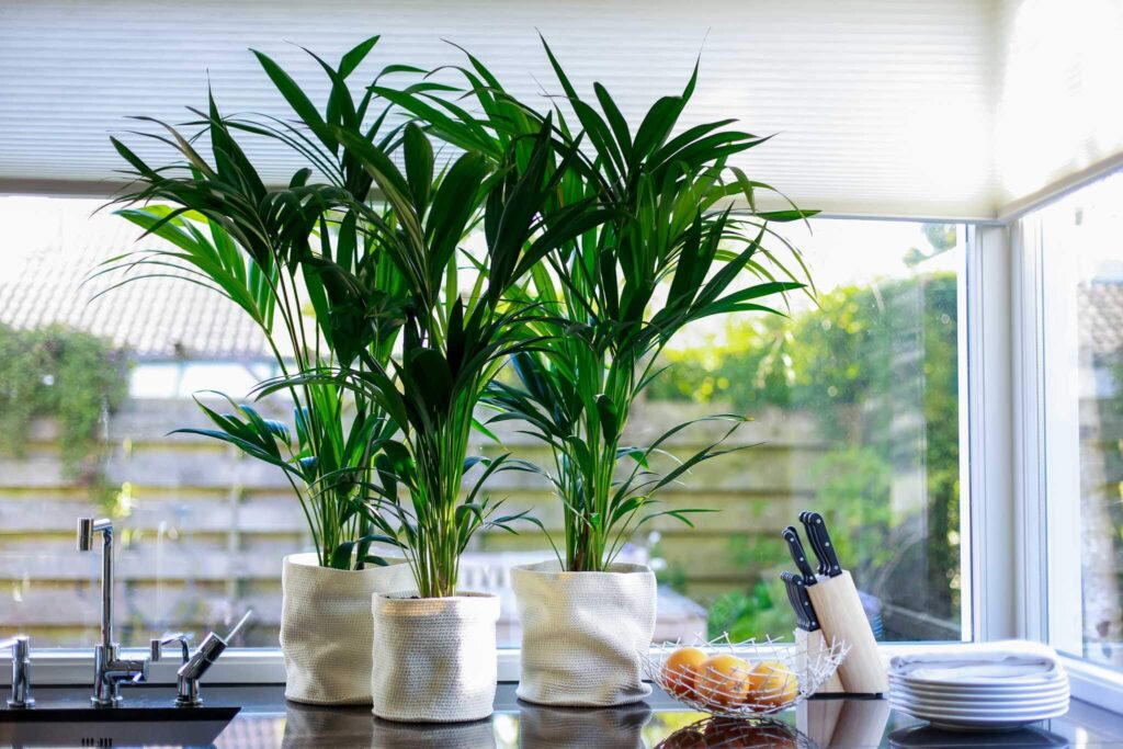 Air So Pure Kentia palmen