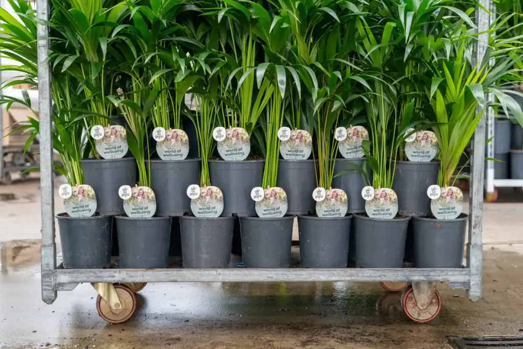 Air So Pure etiketten in de Kentia's van Blom