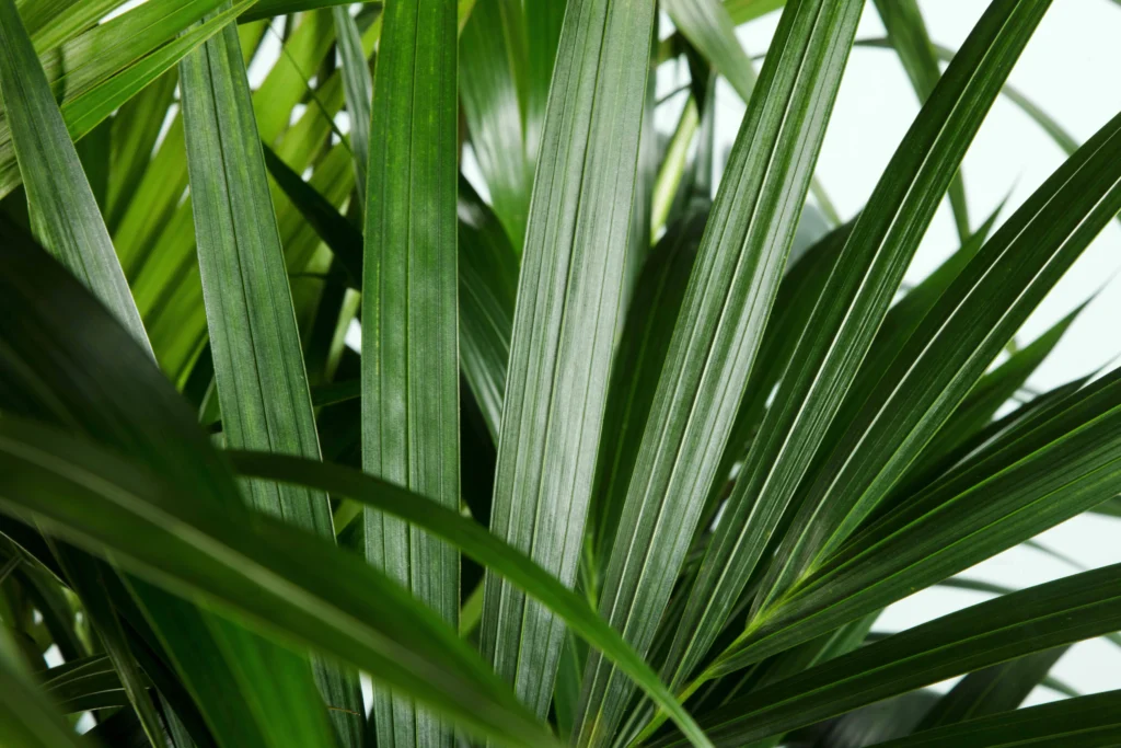 Air So Pure Luchtzuiverende Plant van de Maand Maart 2026 Kentia