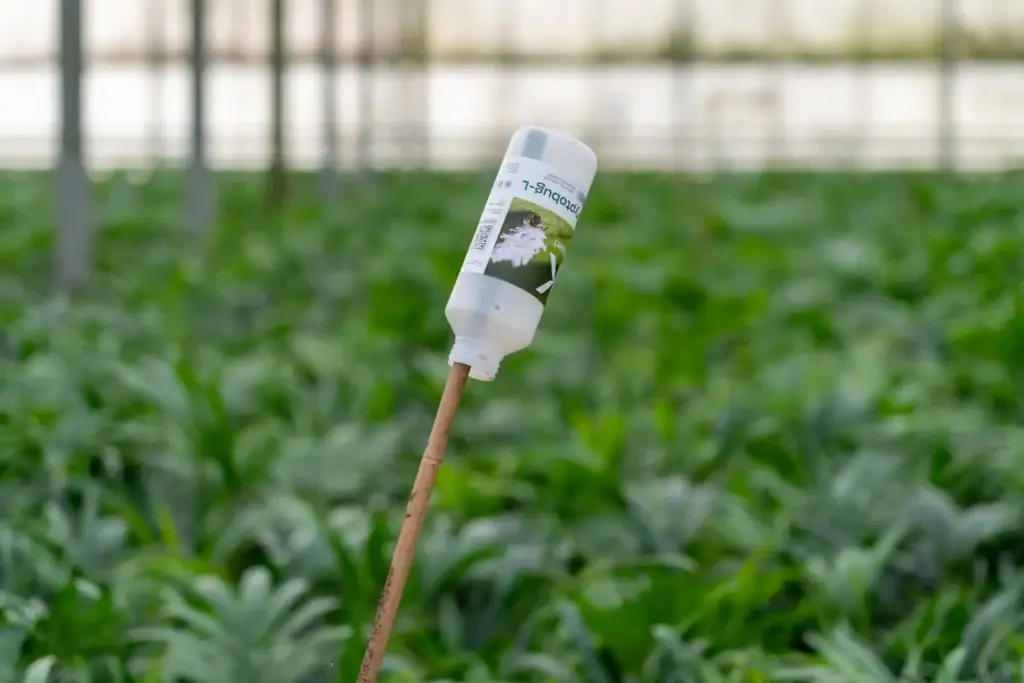 Biologische bestrijding Blom KENTIA Palmen