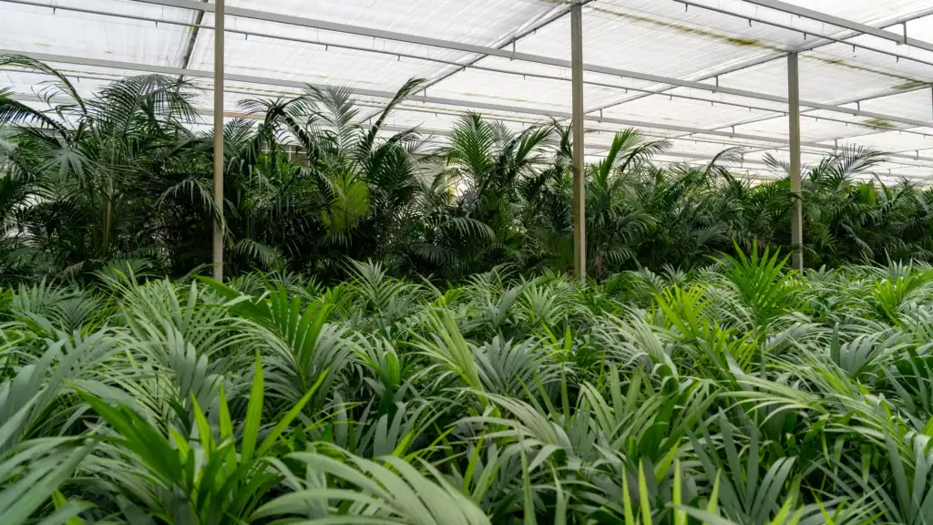 Blom KENTIA Palmen Howea forsteriana