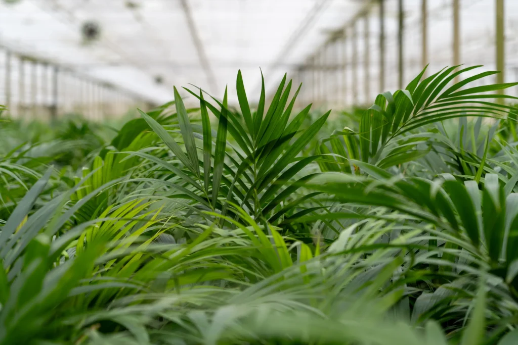 Howea forsteriana Air So Pure