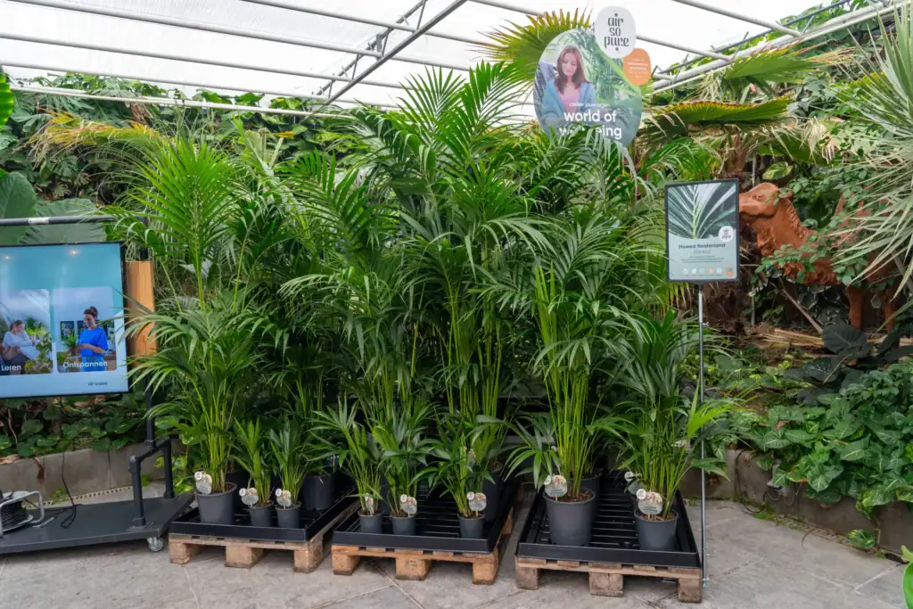 Kentia Air So Pure Tuincentrum opstelling