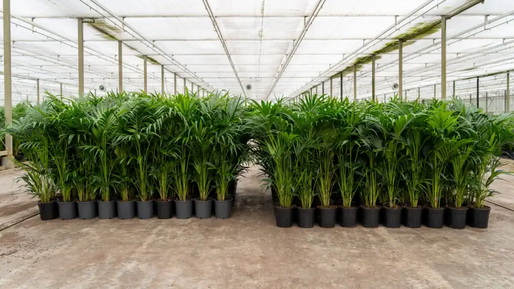 Kentia Howea Fosteriana in de kas