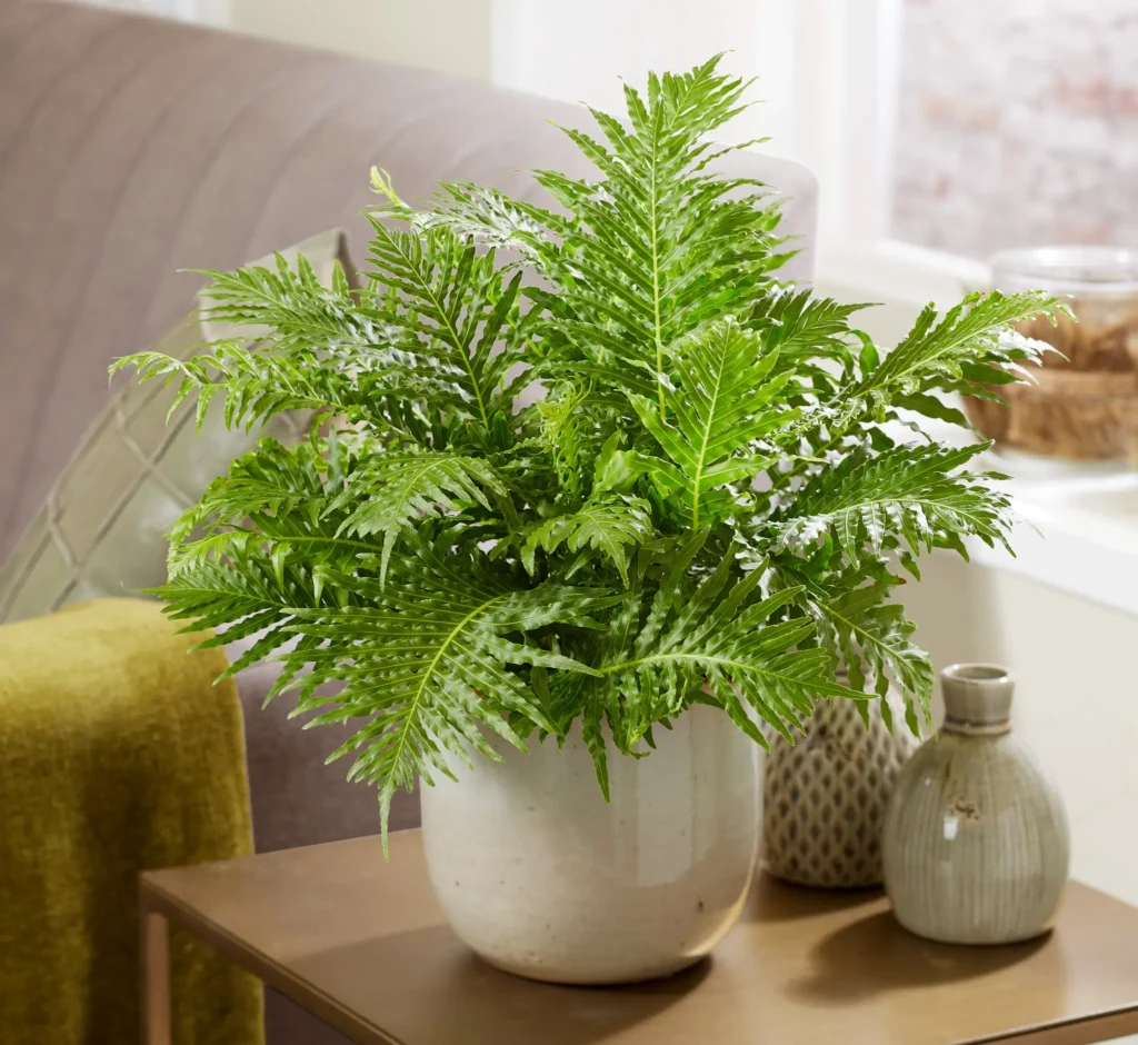 Air So Pure Blechnum Silver lady