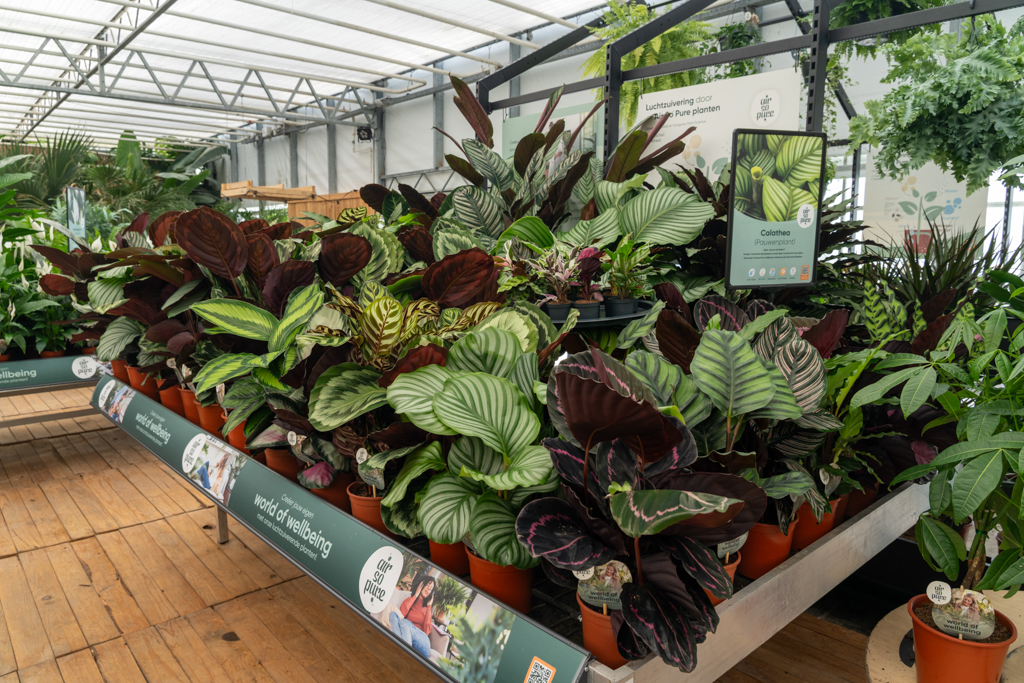 Air So Pure Calathea tafel