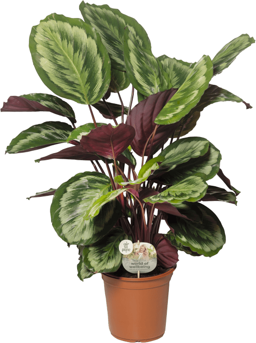 Air So Pure Calathea Misty p24 Teun Valstar Shadowplant