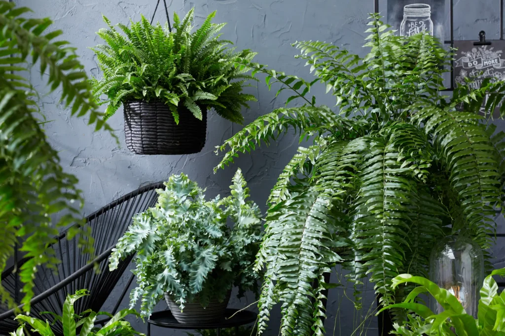 Air So Pure Hangplanten Varens