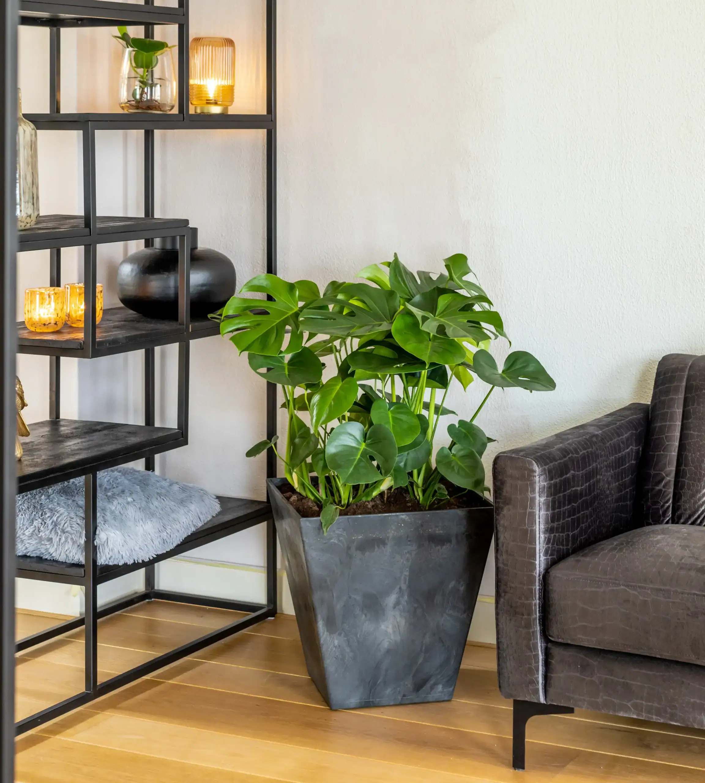 Air So Pure Luchtzuiverende Plant van de Maand mei 2026