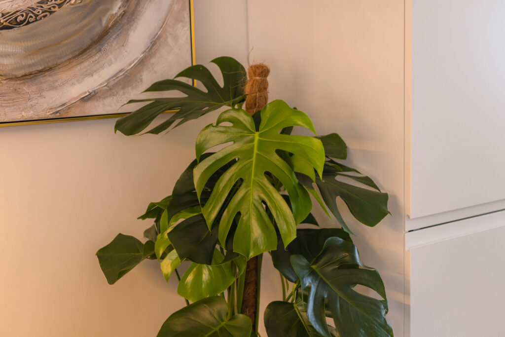 Monstera Deliciosa met mosstok