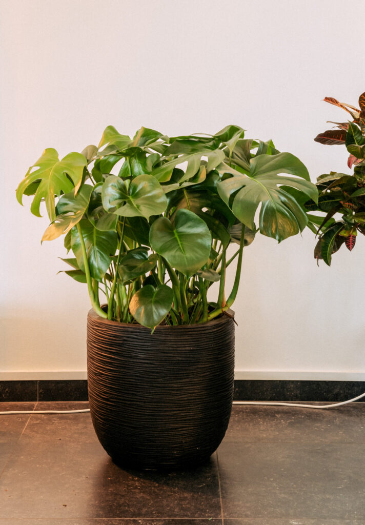 Air So Pure Monstera Deliciosa in een donkere sierpot