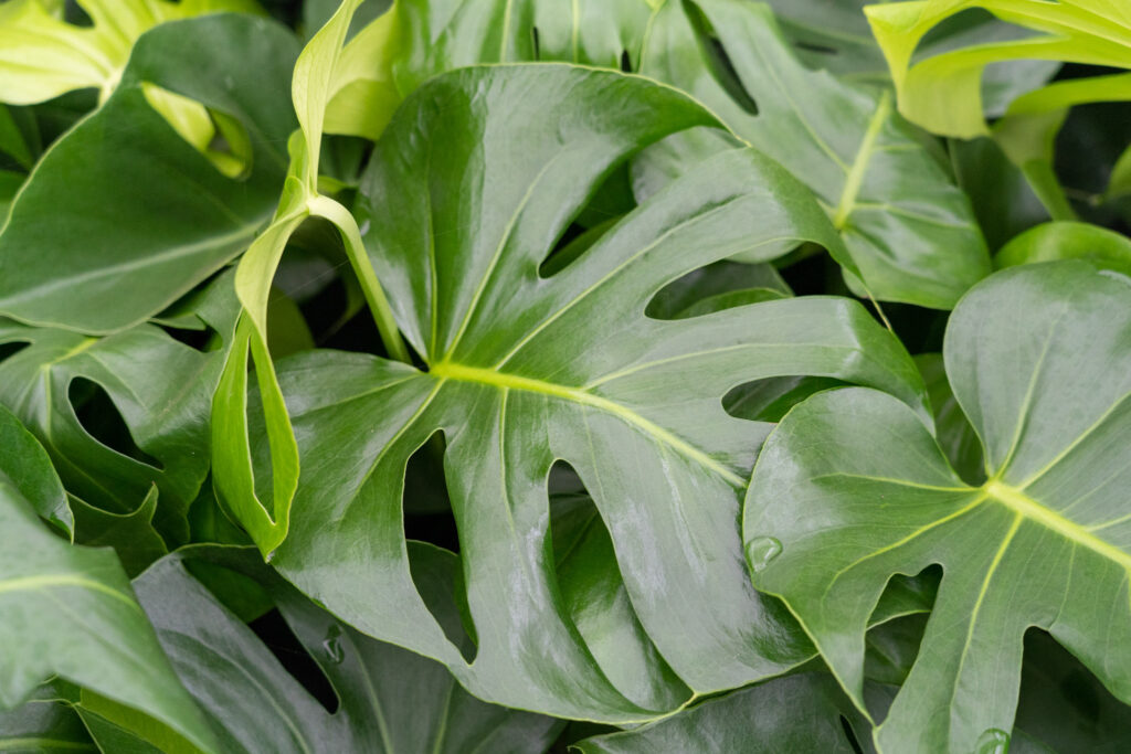 Air So Pure Monstera Deliciosa bladeren