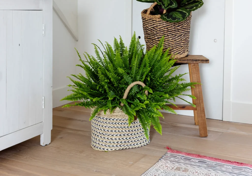 Air So Pure Nephrolepis Luchtzuiverende Kamerplant