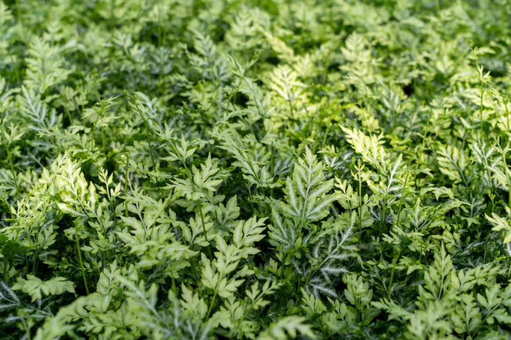 Air So Pure Pteris Luchtzuiverende Varens