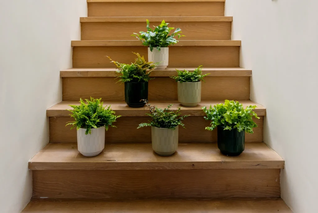 Air So Pure luchtzuiverende varens Plant van de Maand April