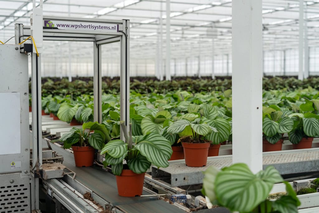 Calathea Teun Valstar Shadowplant WPS systeem