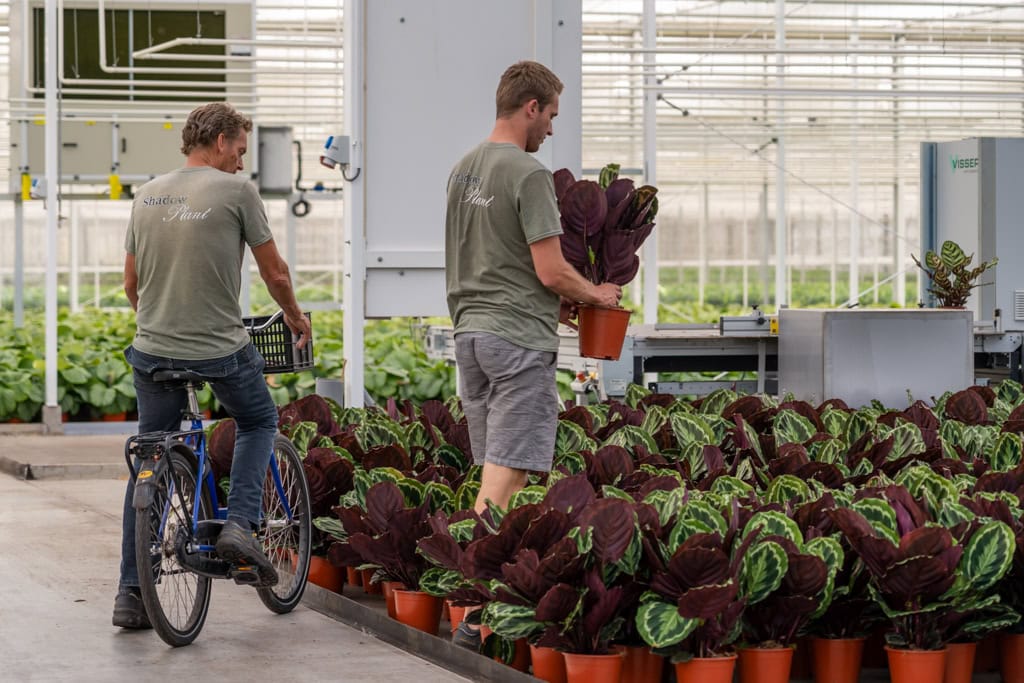 Roy Valstar en Teun Valstar in de kas van Teun Valstar Shadowplant