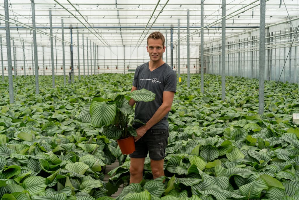 Roy Valsta tussen de Calathea Orbifolia