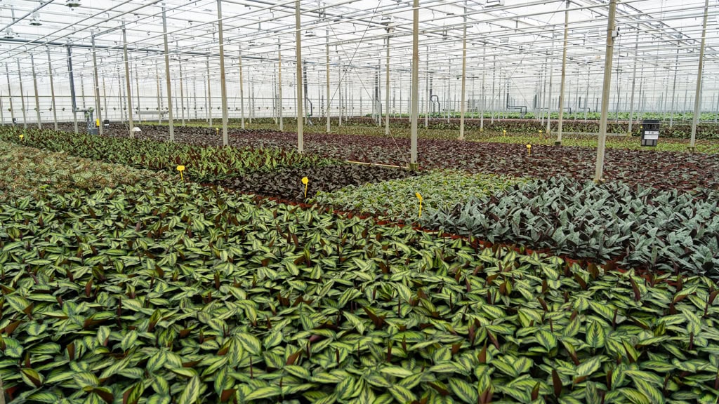 Gevulde kas met Calathea's van Teun Valstar Shadowplant