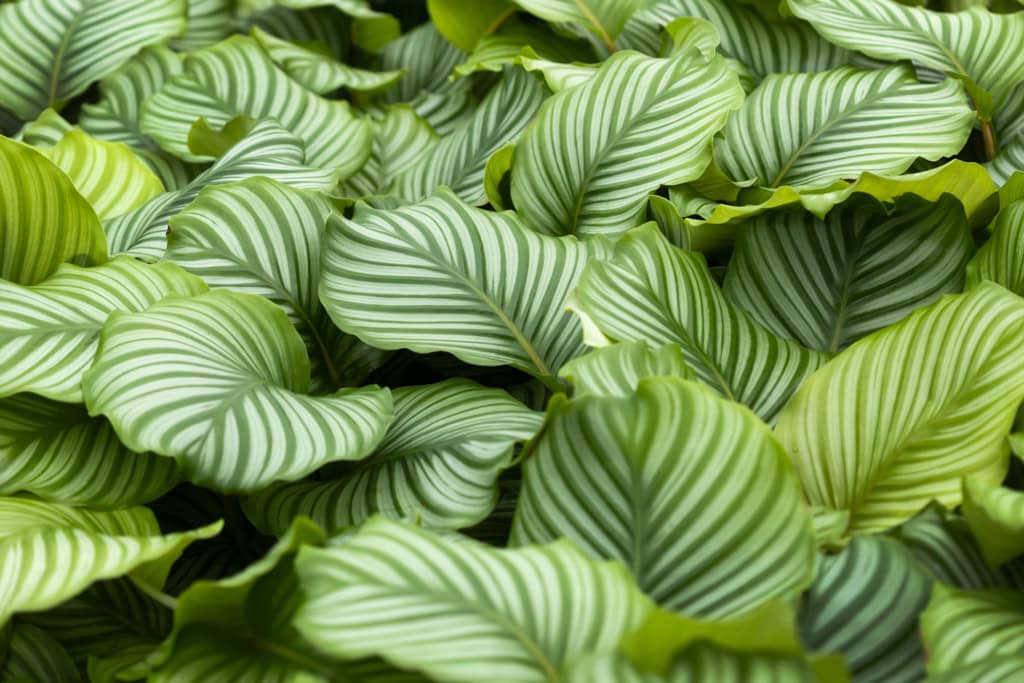 Calathea Orbifolia van Teun Valstar Shadowplant