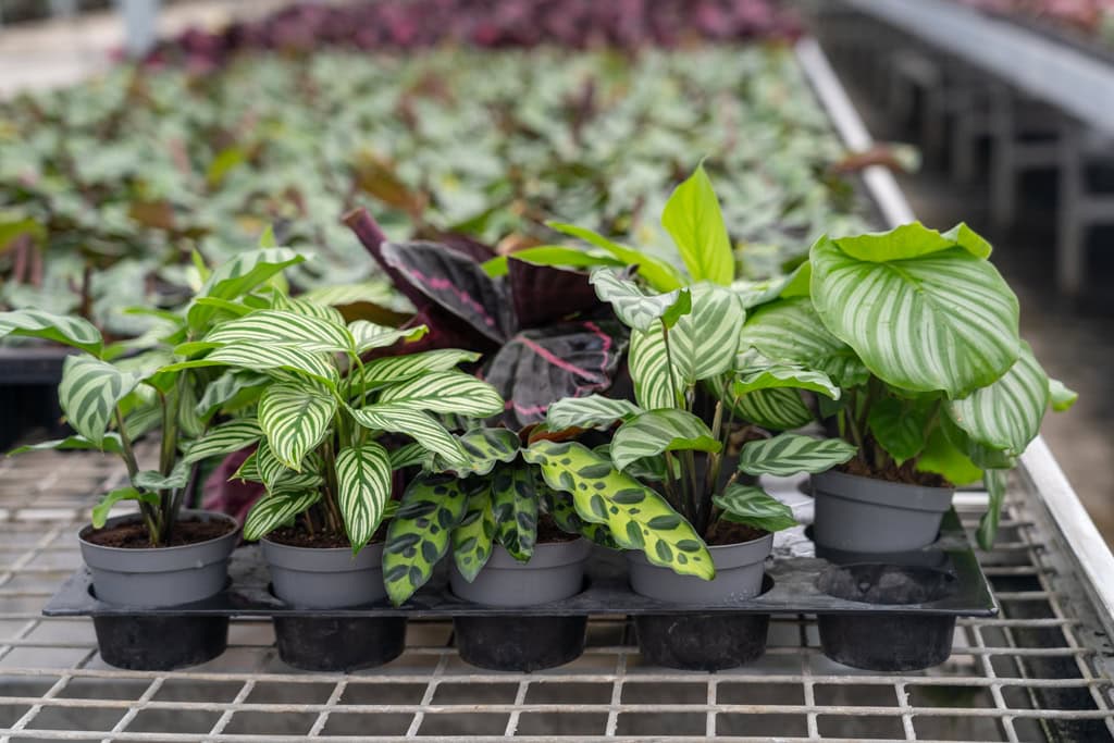 Calathea p9 assortimentsuitbreiding Teun Valstar Shadowplant