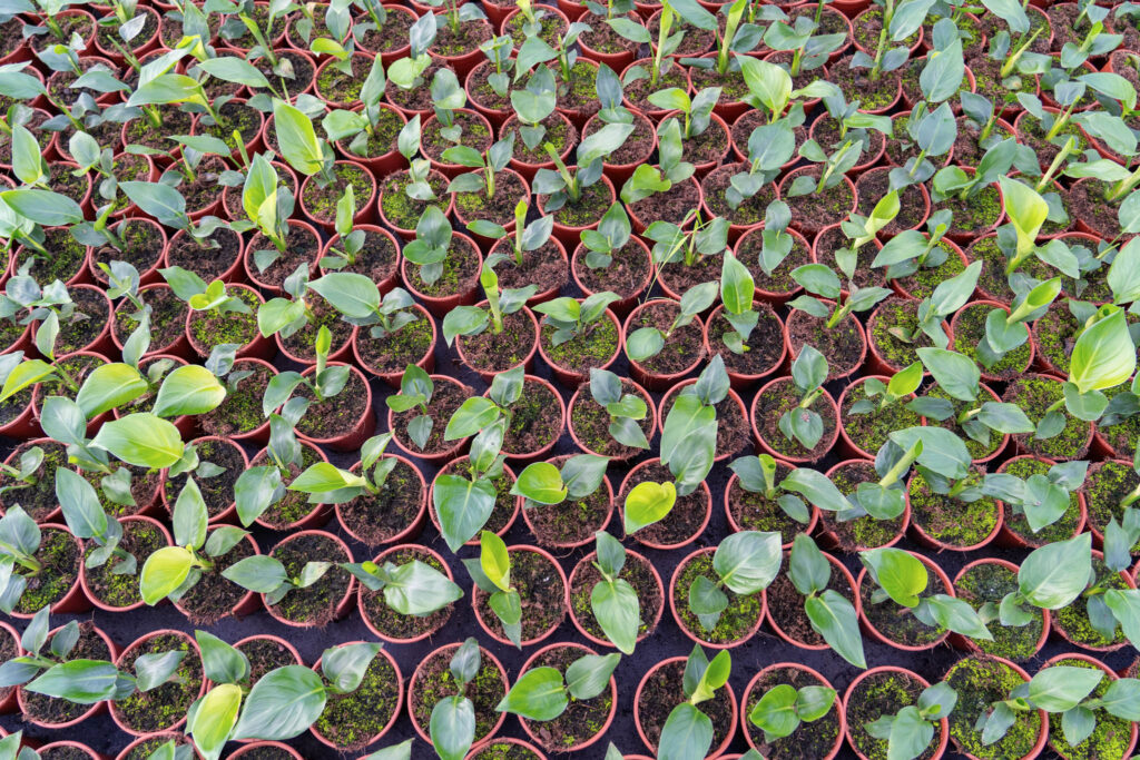 Air So Pure Luchtzuiverende Plant van de Maand juni Strelitzia Nicolai