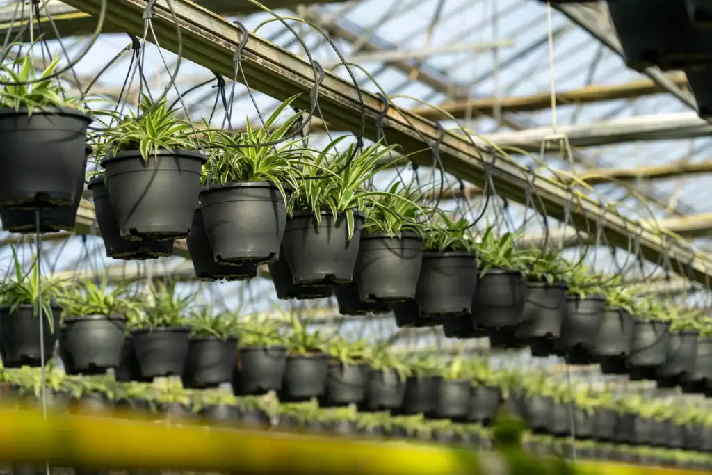 Air So Pure Chlorophytum hangplant in de kas van Quakelplant
