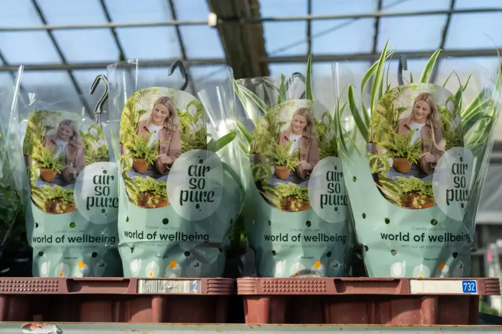 Chlorophytum van Quakelplant in Air So Pure verpakking