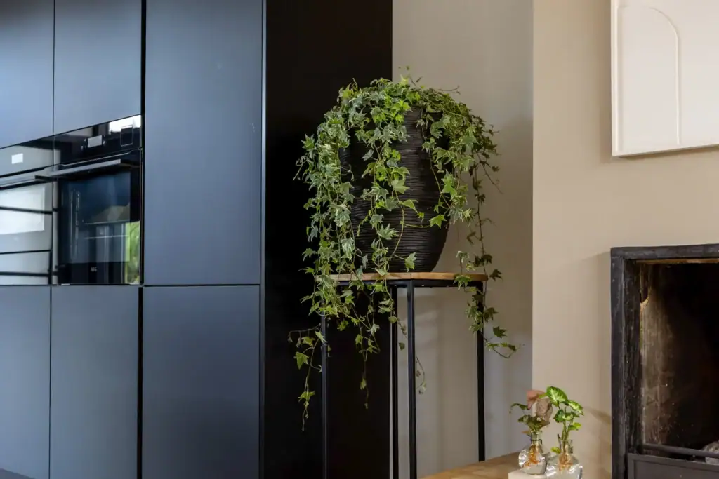 Air So Pure Hedera Helix Verzorgingstip