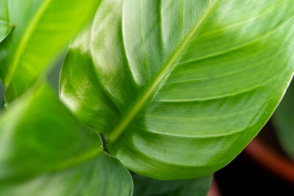 Air So Pure Luchtzuiverende Plant van de Maand juni Strelitzia