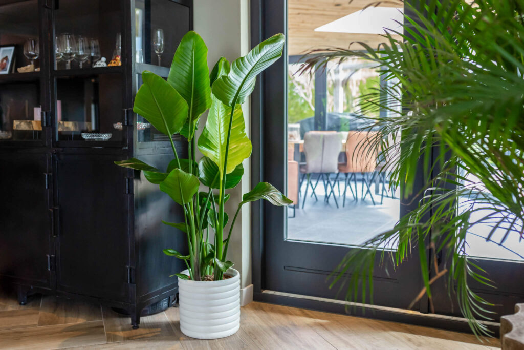 Air So Pure Luchtzuiverende Plant van de Maand juni Strelitzia Nicolai