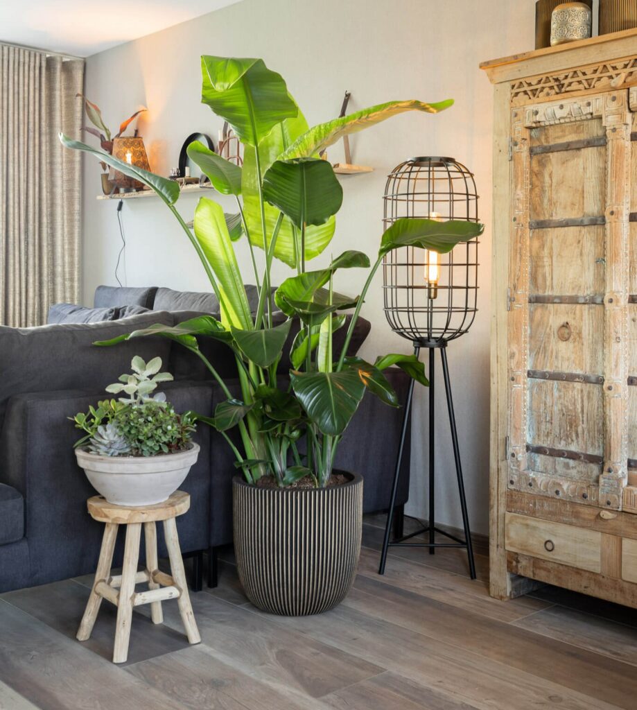 Air So Pure Luchtzuiverende Plant Strelitzia