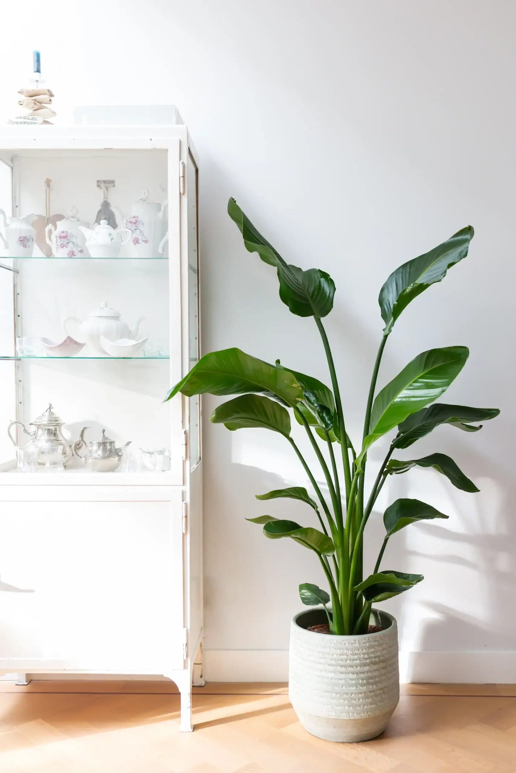 Air So Pure Luchtzuiverende Plant van de Maand Juni Strelitzia Nicolai