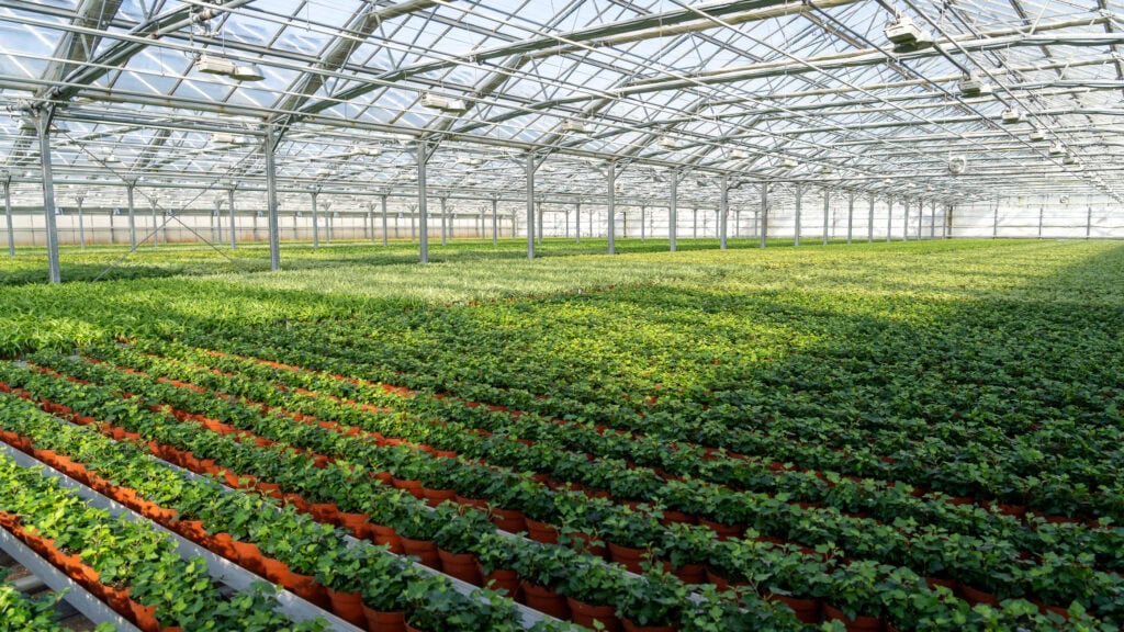 Air So Pure Quakelplant Luchtzuiverende planten Hedera