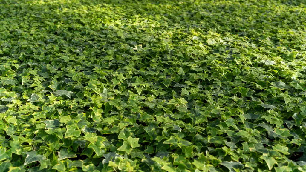 Hedera Helix in de kas van Quakelplant
