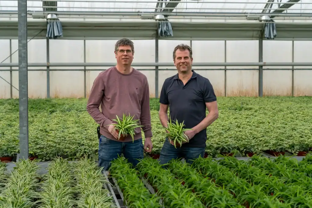 Martijn Tol en Peter Tol, eigenaren van Quakelplant, tussen de Chlorophytum
