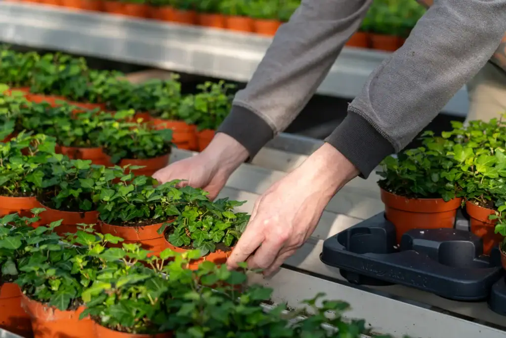 Hedera teelt in de kas van Quakelplant