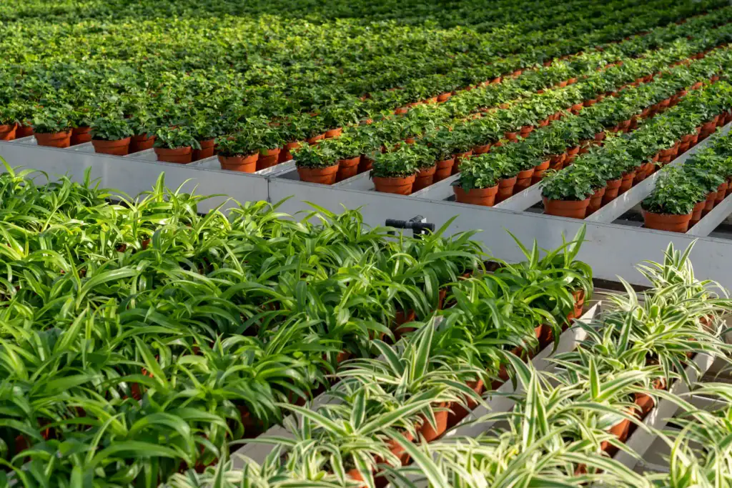 Hedera en Chlorophytum in de kas van Quakelplant