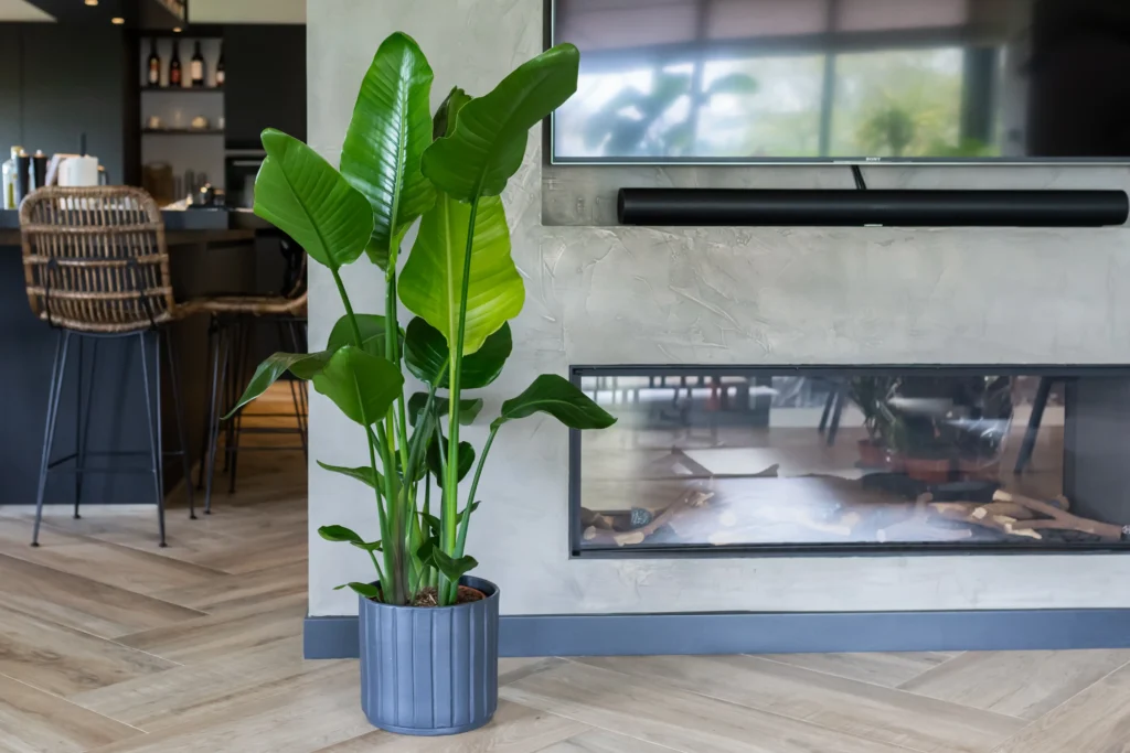 Strelitzia Nicolai Plant van de Maand juni