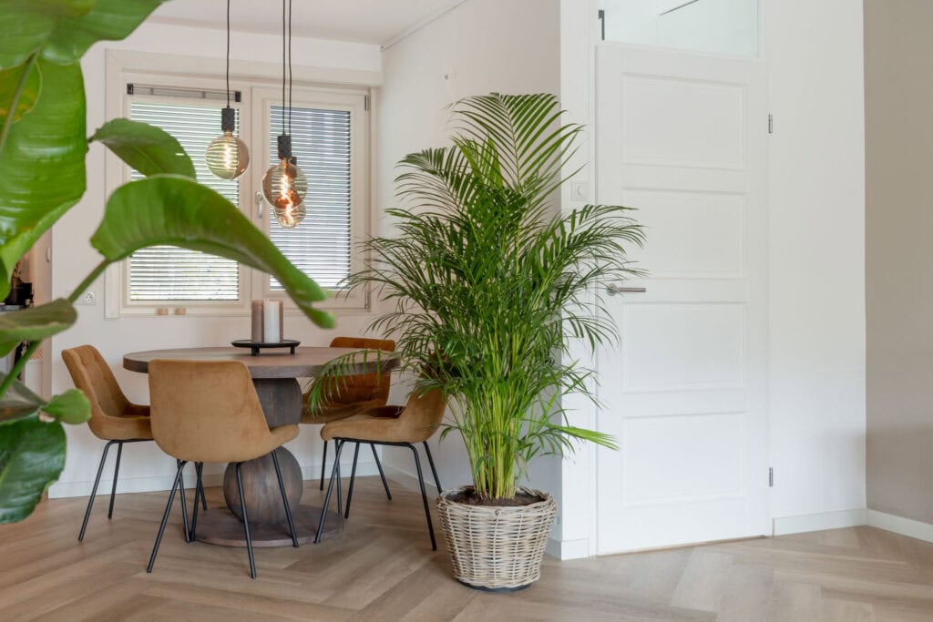 Air So Pure Luchtzuiverende Plant van de Maand Juli 2026 Areca Dypsis